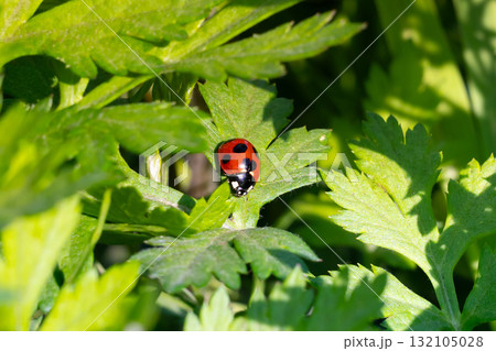ナナホシテントウムシ 132105028