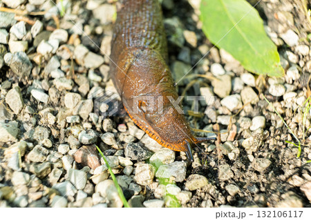 Detailed Macro of Slug in Forest Ecosystem, Wildlife Close-Up 132106117