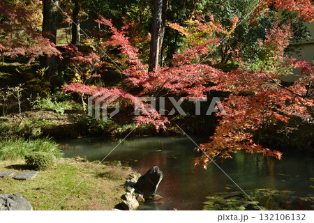 金戒光明寺 方丈北庭 鎧之池の亀島とモミジ(京都市左京区) 金戒光明寺 方丈北庭 鎧之池の亀島とモミジ(京都市左京区) 132106132