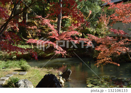 金戒光明寺 方丈北庭 鎧之池の亀島とモミジ(京都市左京区) 金戒光明寺 方丈北庭 鎧之池の亀島とモミジ(京都市左京区) 132106133