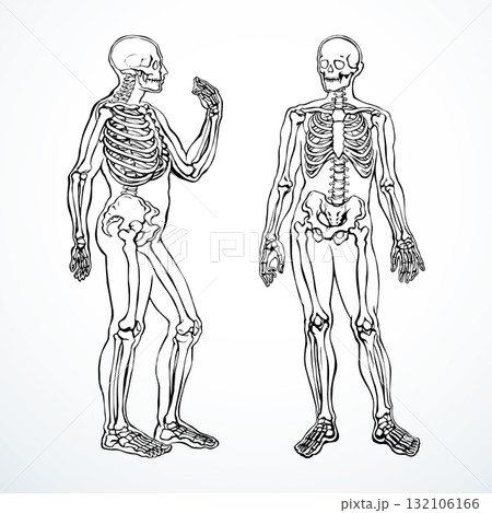 Human skeleton. Vector schematic drawingのイラスト素材 [132106166] - PIXTA