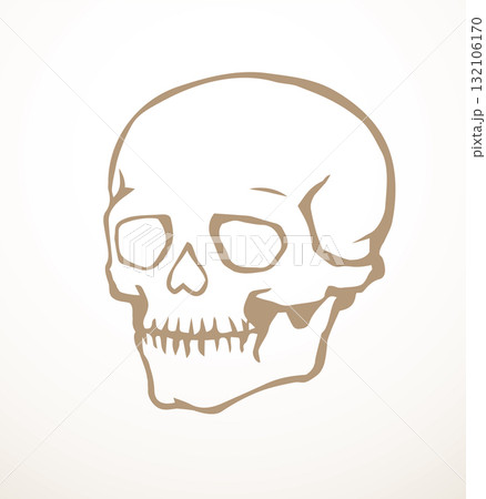 Vector drawing. Skull and neck bones Vector drawing. Skull and neck bones 132106170