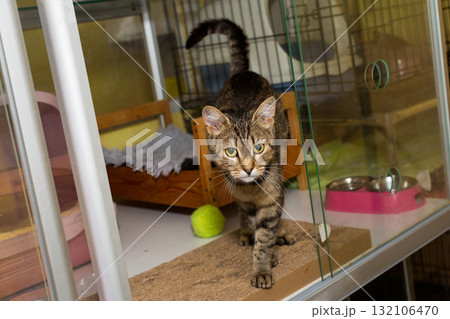 Grey tabby cat in a homeless shelter Grey tabby cat in a homeless shelter 132106470