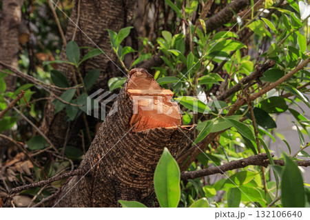 closeup of cut branch on a tree. The cut is open and gives a look to the brown tree. 132106640
