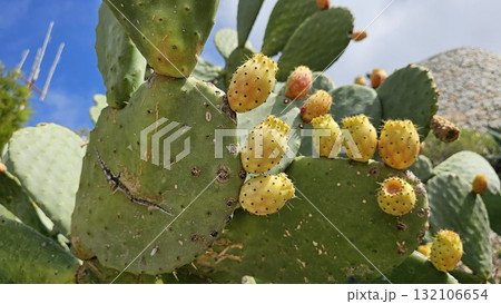 Close-up of a prickly pear cactus with clusters of ripening yellow-orange fruit 132106654