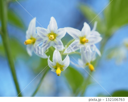 青空に映える星型の花（20251010124817） 132106763