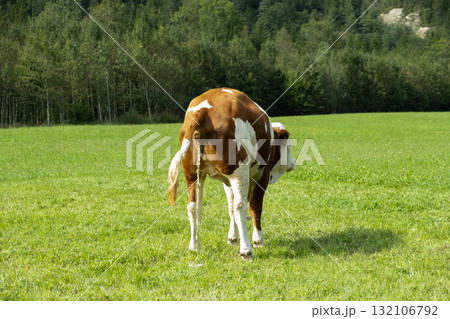 A brown alpine cow urinating on green meadow near forest edge, rural nature scene A brown alpine cow urinating on green meadow near forest edge, rural nature scene 132106792