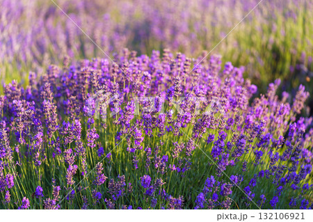 Lavender blossoms glowing in soft evening sunlight during peak summer bloom in a fragrant garden Lavender blossoms glowing in soft evening sunlight during peak summer bloom in a fragrant garden 132106921