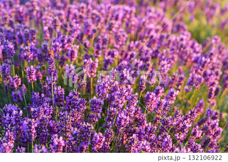 Lavender blossoms glowing in soft evening sunlight during peak summer bloom in a fragrant garden 132106922
