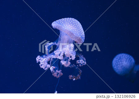Close up Phyllorhiza punctata or Australian spotted jellyfish swim in deep blue water of aquarium 132106926