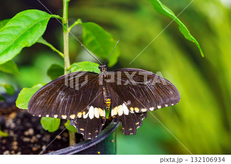 Male Common Mormon, Papilio polytes, swallowtail butterfly, Papilionidae sitting on green leaf Male Common Mormon, Papilio polytes, swallowtail butterfly, Papilionidae sitting on green leaf 132106934