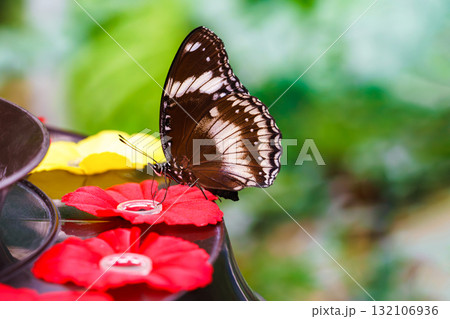 Male Hypolimnas bolina, The Great Eggfly butterfly sitting on leaf in outdoor garden background Male Hypolimnas bolina, The Great Eggfly butterfly sitting on leaf in outdoor garden background 132106936