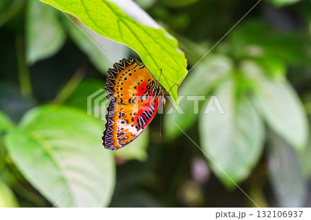 Cethosia biblis, the lacewing biblis or red lacewing butterfly sitting on leaf in outdoor garden Cethosia biblis, the lacewing biblis or red lacewing butterfly sitting on leaf in outdoor garden 132106937