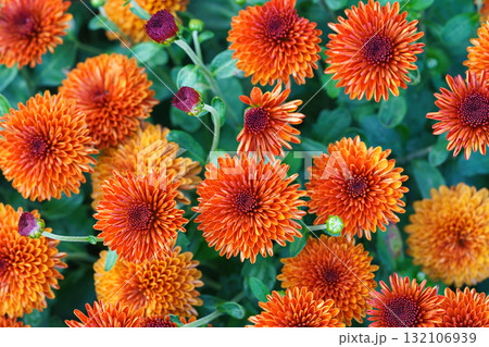 Close up beautiful orange korean chrysanthemum flowers in full autumn bloom, floral background 132106939