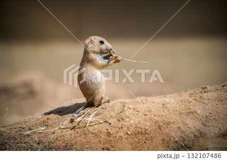 Prairie Dog Standing and Holding a Piece of Straw 132107486