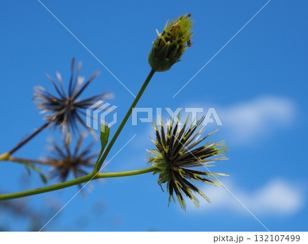 衣服に引っ付く種（20251010125153） 132107499