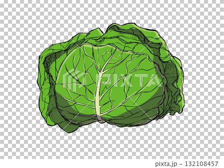 キャベツ イラスト カラー キャベツ イラスト カラー 132108457