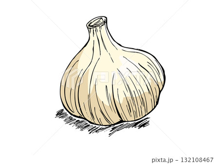 にんにく　イラスト　カラー 132108467