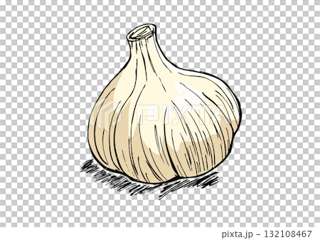 大蒜插畫顏色 132108467