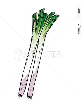 ねぎ　イラスト　カラー 132108468