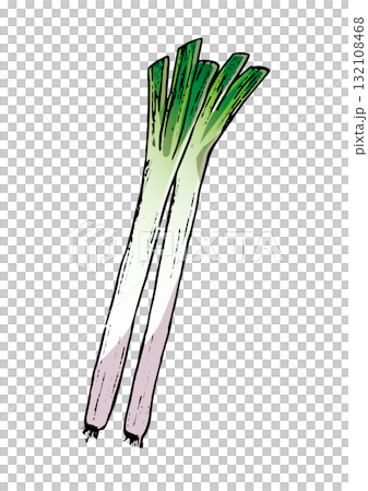 蔥插圖顏色 132108468