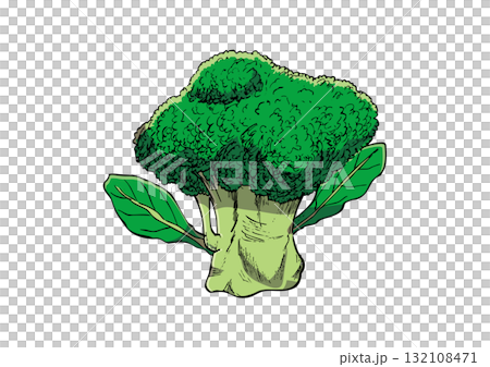 ブロッコリー　イラスト　カラー 132108471