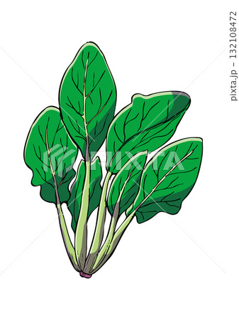 ほうれんそう　イラスト　カラー 132108472