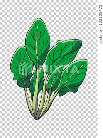 ほうれんそう　イラスト　カラー 132108472