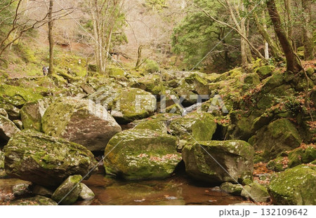 苔むした岩と落ち葉が織りなす静かな渓流風景 苔むした岩と落ち葉が織りなす静かな渓流風景 132109642