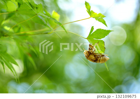 新緑と蝉の抜け殻 132109675