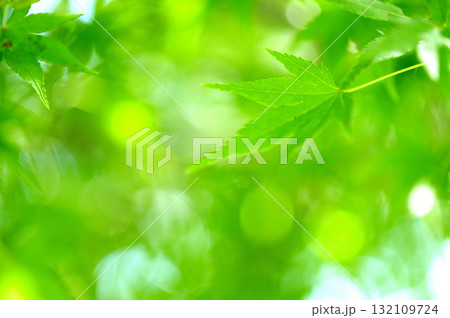 新緑の季節 132109724