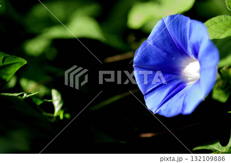 道端で見たアサガオ 132109886