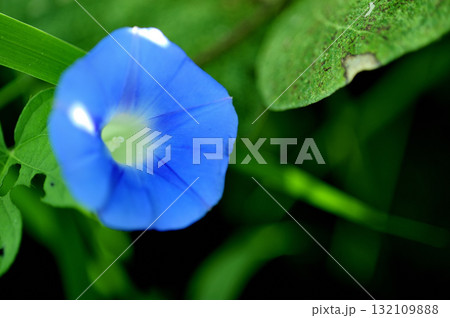 道端で見たアサガオ 132109888