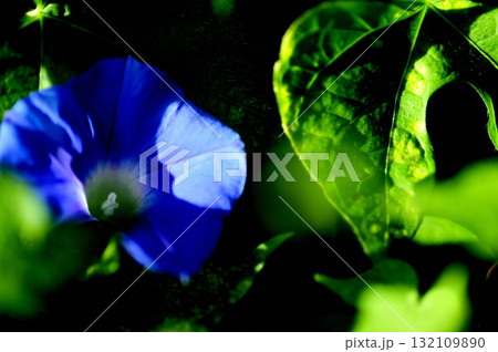 道端で見たアサガオ 132109890