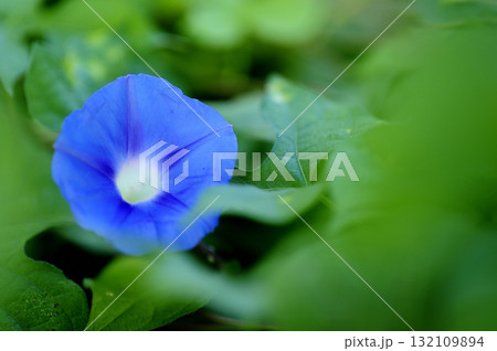 道端で見たアサガオ 132109894