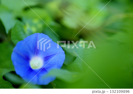 道端で見たアサガオ 132109896