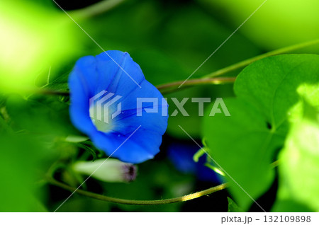 道端で見たアサガオ 132109898