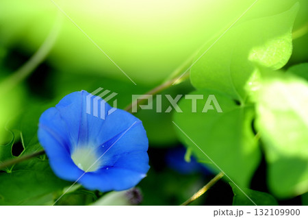 道端で見たアサガオ 132109900