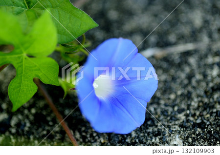 道端で見たアサガオ 132109903