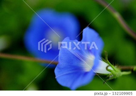 道端で見たアサガオ 132109905