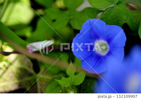 道端で見たアサガオ 132109907