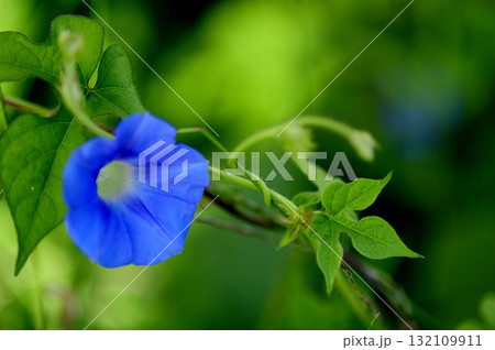 道端で見たアサガオ 132109911