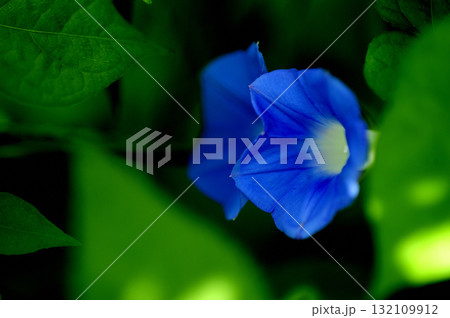 道端で見たアサガオ 132109912