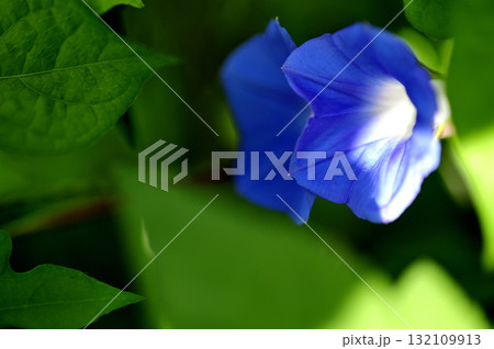 道端で見たアサガオ 132109913