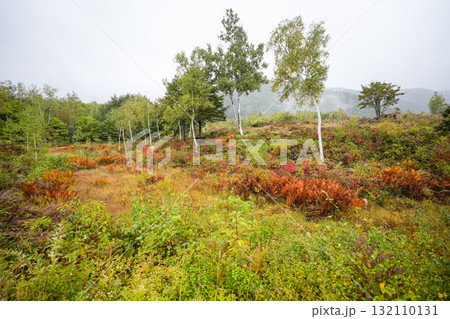 小雨降る秋の乗鞍高原 小雨降る秋の乗鞍高原 132110131