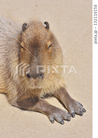 カピバラ カピバラ 132110158