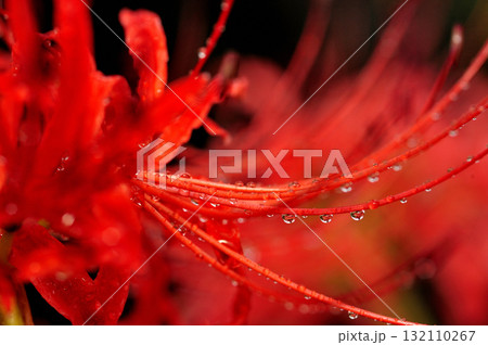 いつか見た　彼岸花 132110267