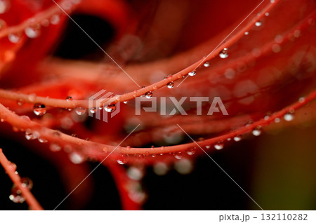 いつか見た　彼岸花 132110282