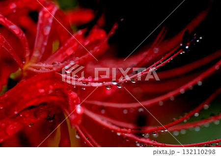 いつか見た　彼岸花 132110298