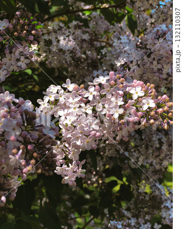 A beautiful, close-up photograph capturing clusters of delicate lilac blossoms Syringa vulgaris bathed in bright spring sunlight 132110307